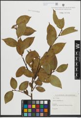 Foto von Salix pentandra L.